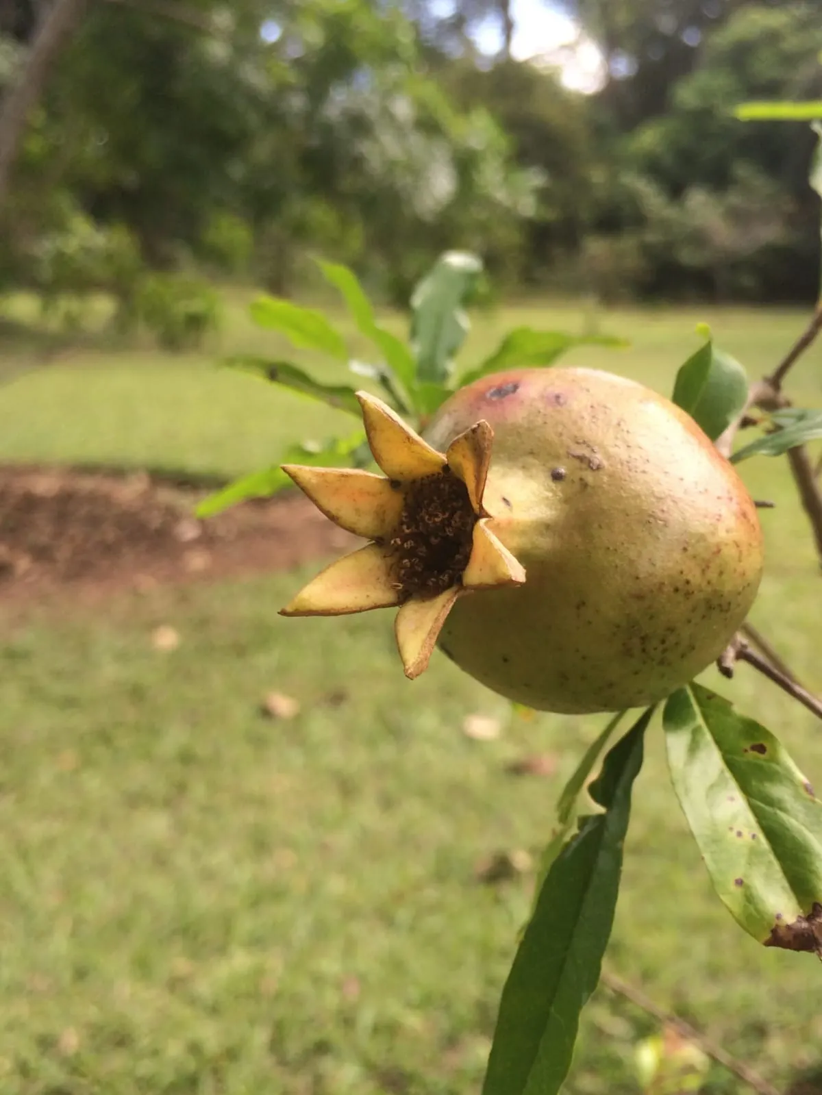 Chácara à venda de 5.000 m² em Araçoiaba da Serra, SP, Brasil
