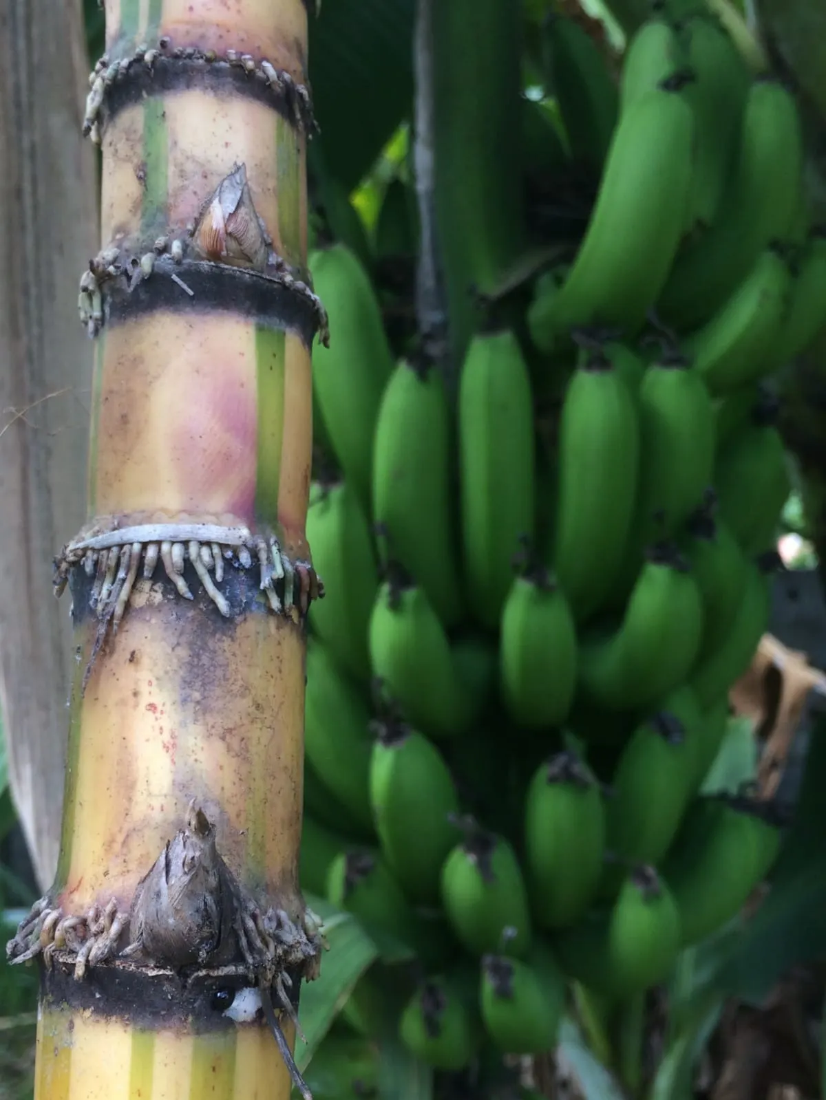 Chácara à venda de 5.000 m² em Araçoiaba da Serra, SP, Brasil