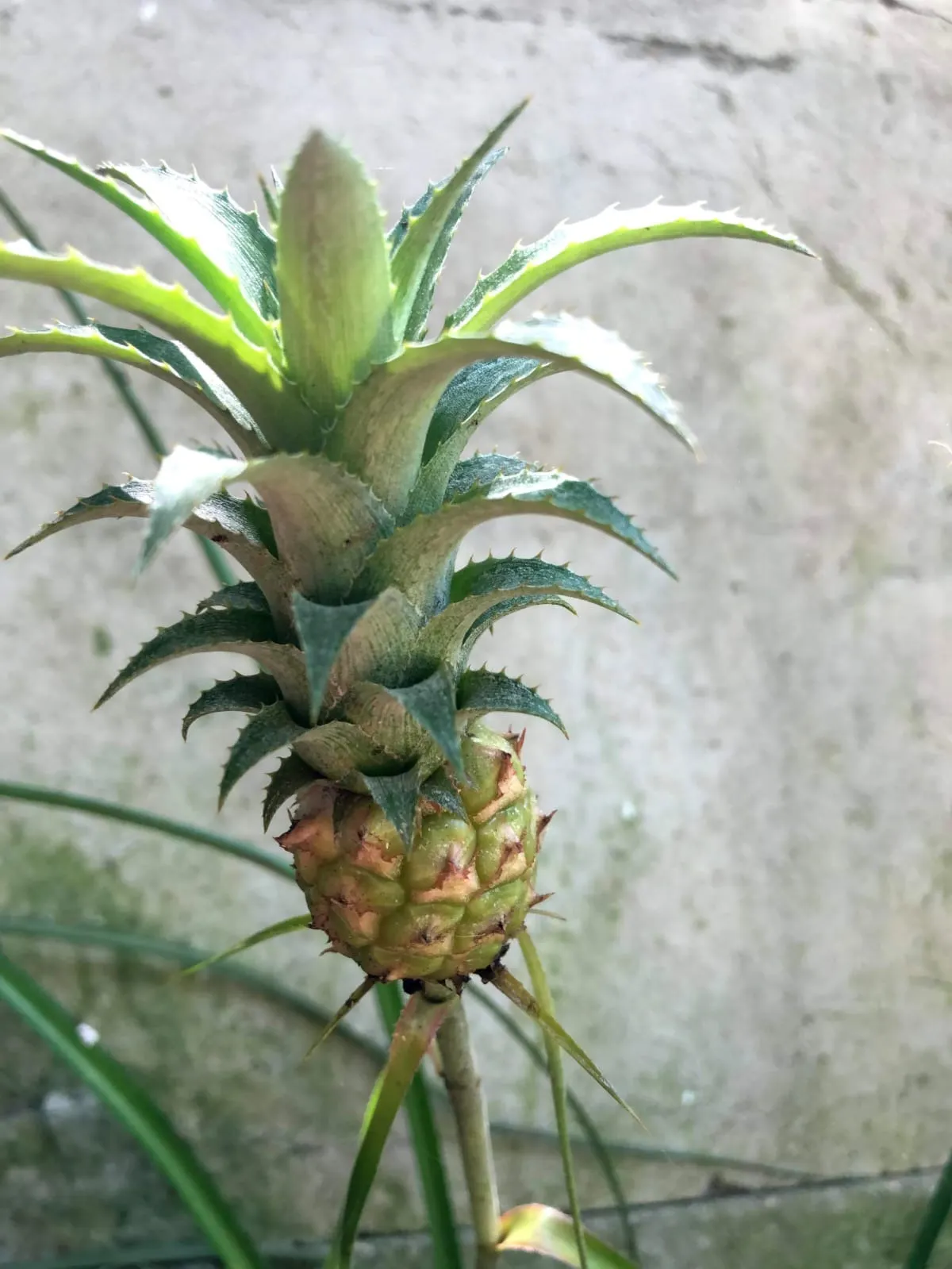Chácara à venda de 5.000 m² em Araçoiaba da Serra, SP, Brasil