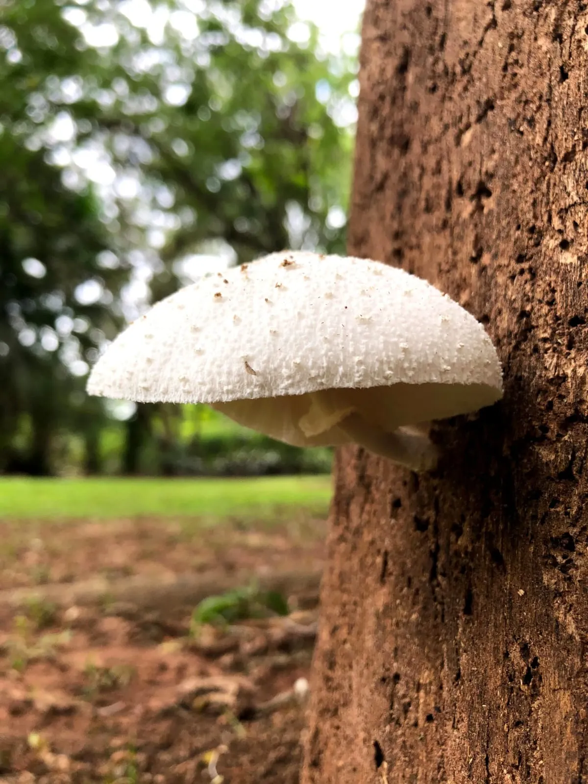 Chácara à venda de 5.000 m² em Araçoiaba da Serra, SP, Brasil