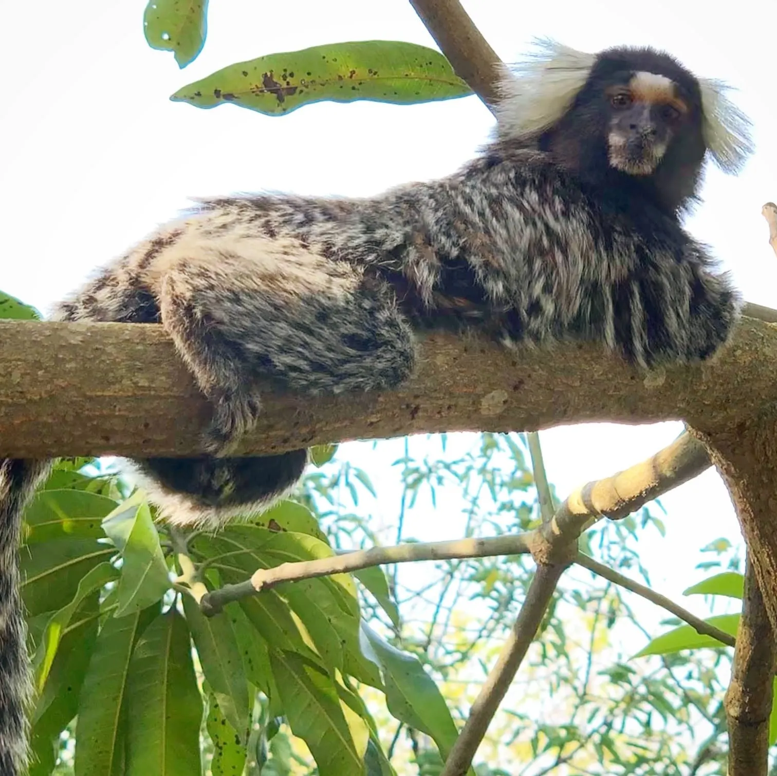 Chácara à venda de 5.000 m² em Araçoiaba da Serra, SP, Brasil
