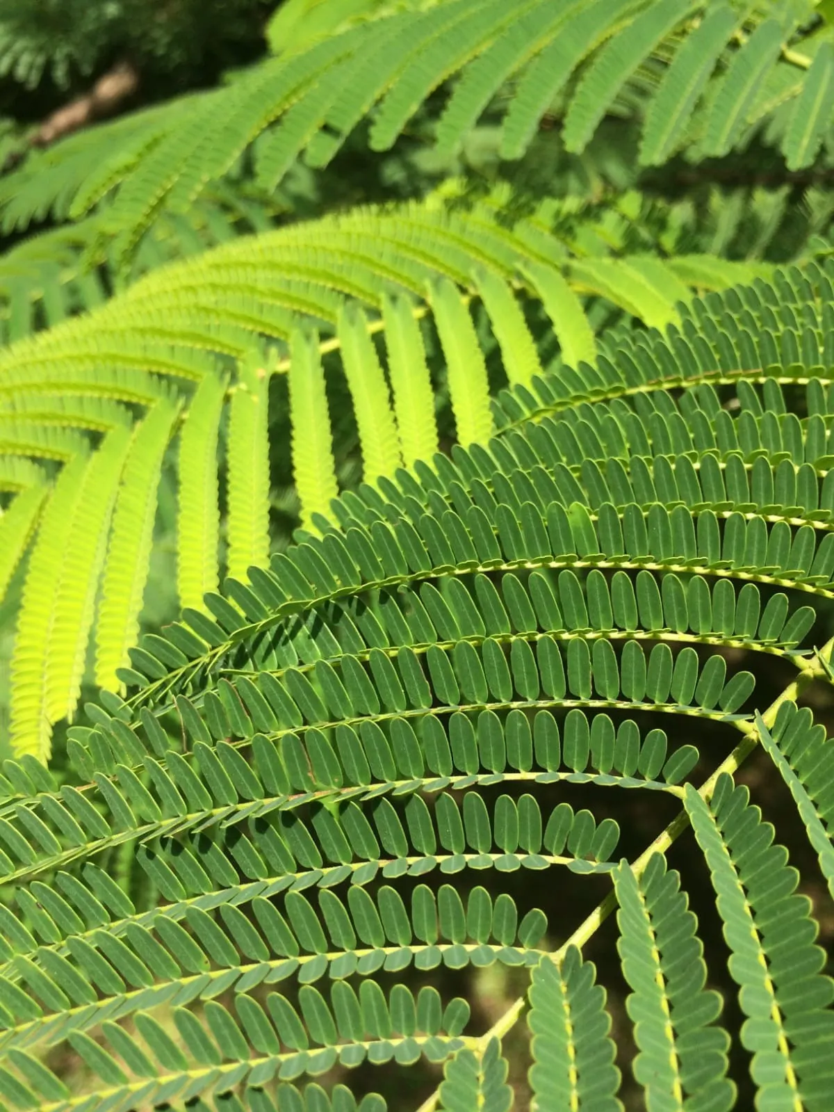Chácara à venda de 5.000 m² em Araçoiaba da Serra, SP, Brasil