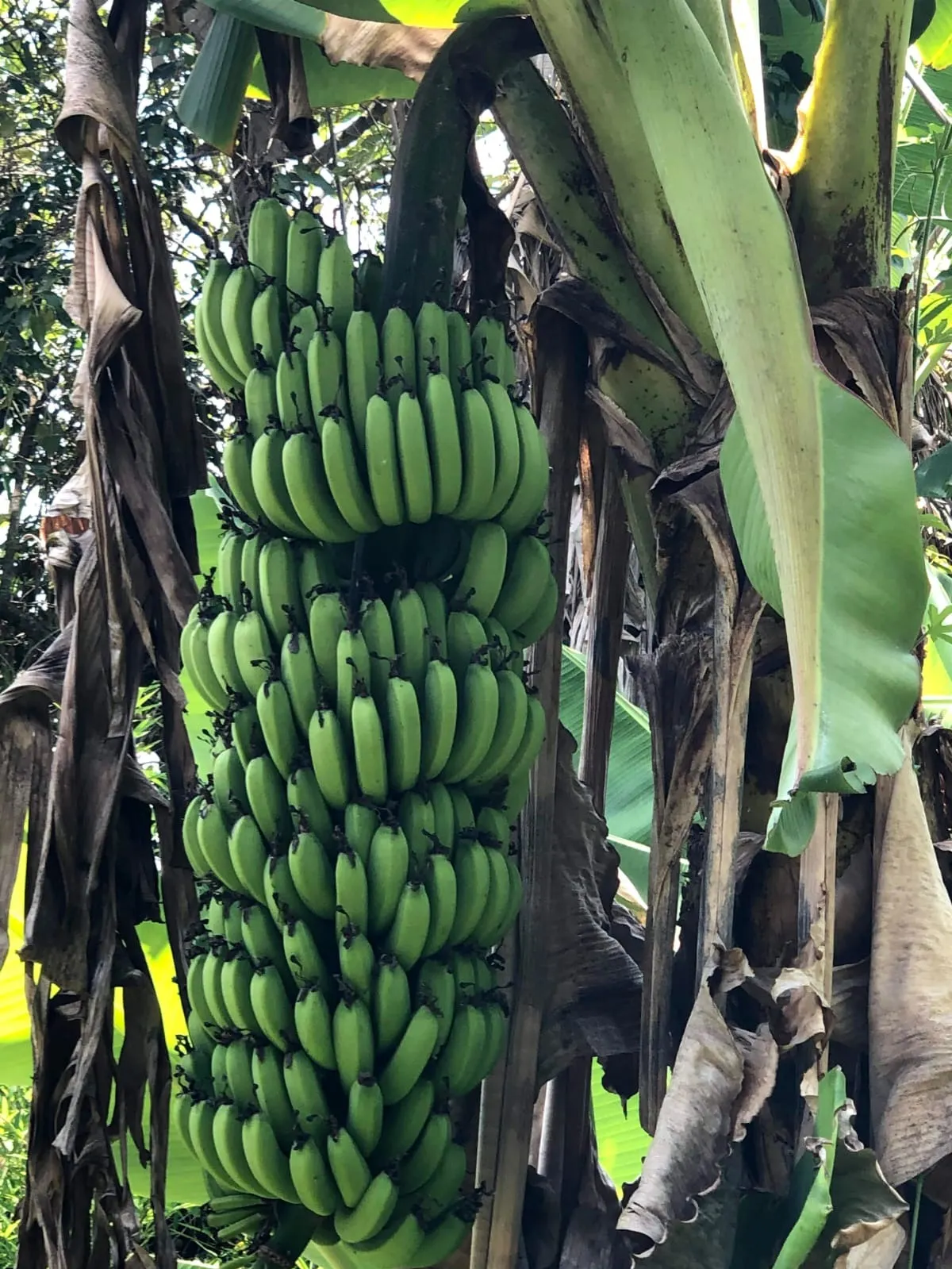 Chácara à venda de 5.000 m² em Araçoiaba da Serra, SP, Brasil