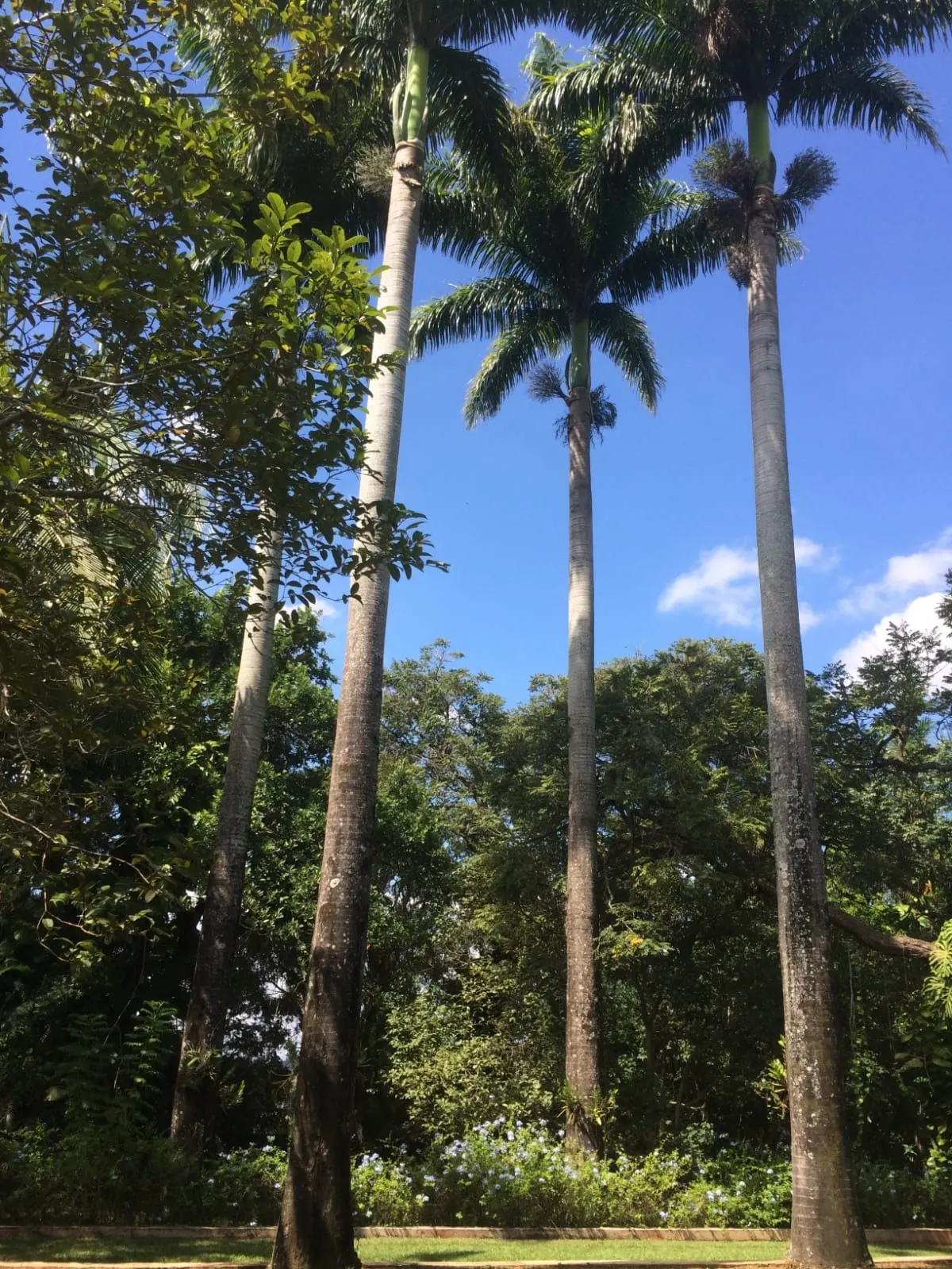 Chácara à venda de 5.000 m² em Araçoiaba da Serra, SP, Brasil