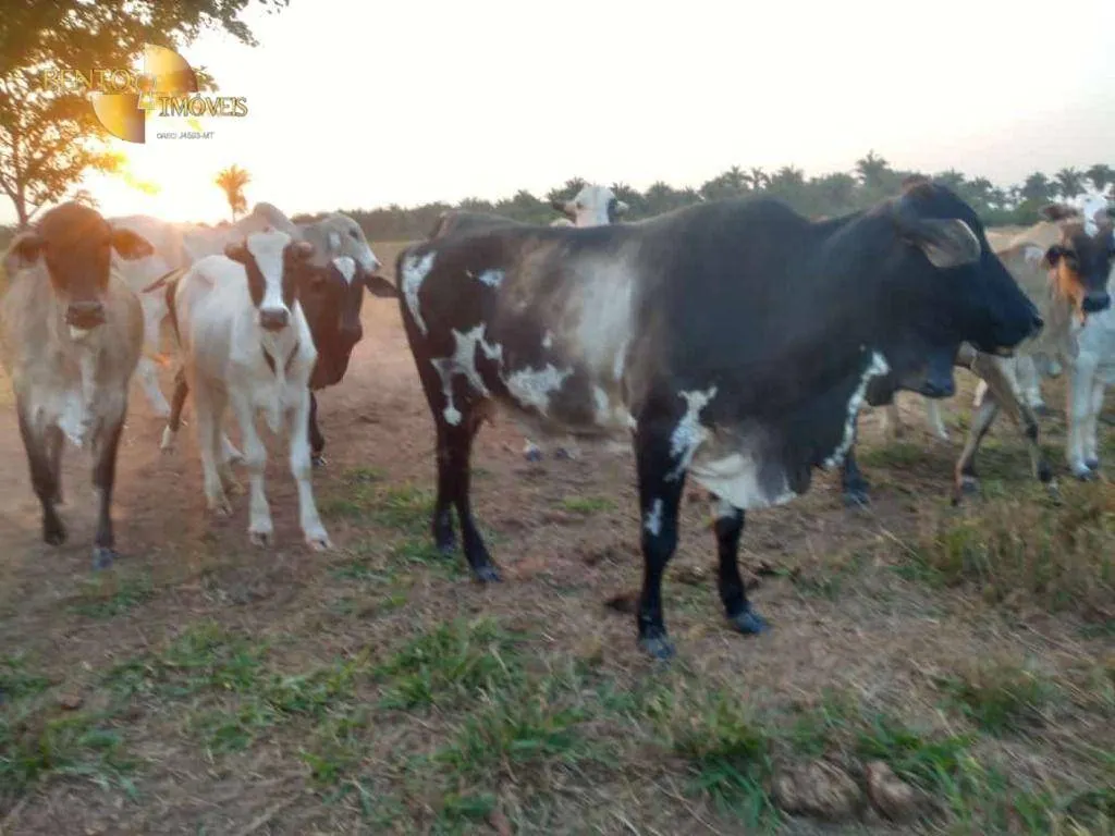 Fazenda à venda de 500 ha em Cuiabá, MT, Brasil