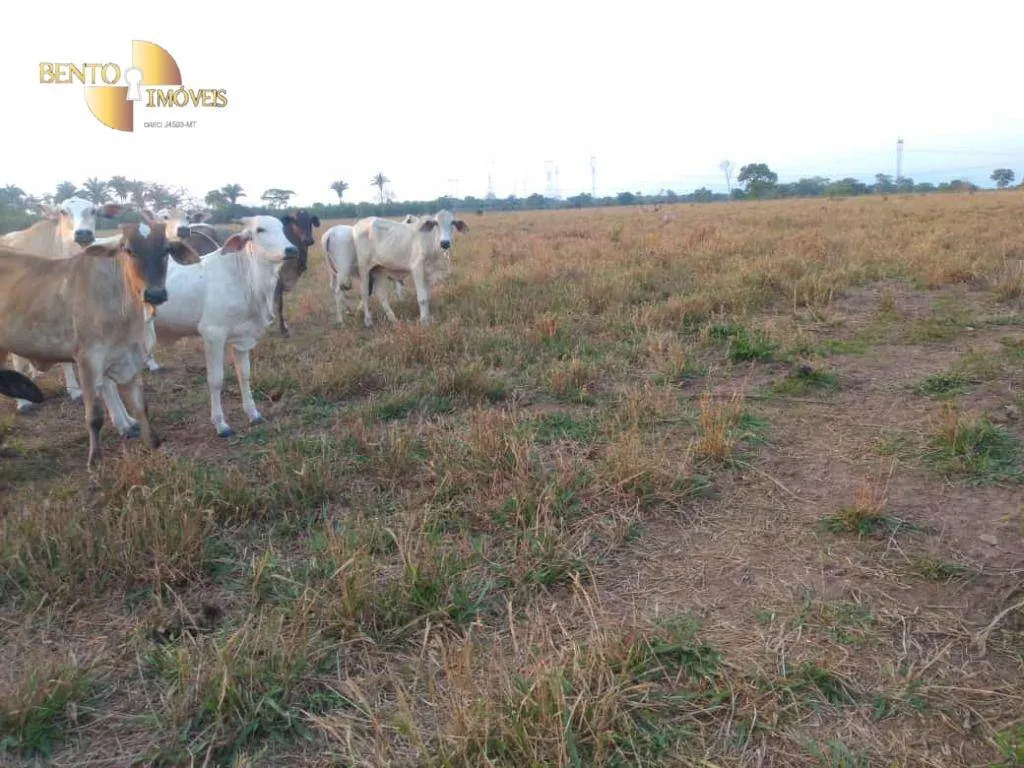 Fazenda à venda de 500 ha em Cuiabá, MT, Brasil