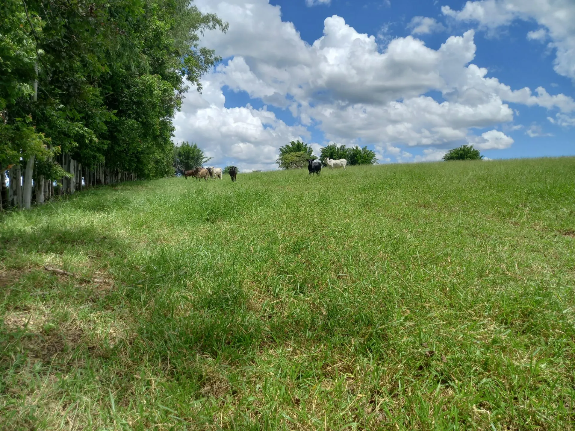Country home for sale of 12 acres in Dracena, SP, Brazil