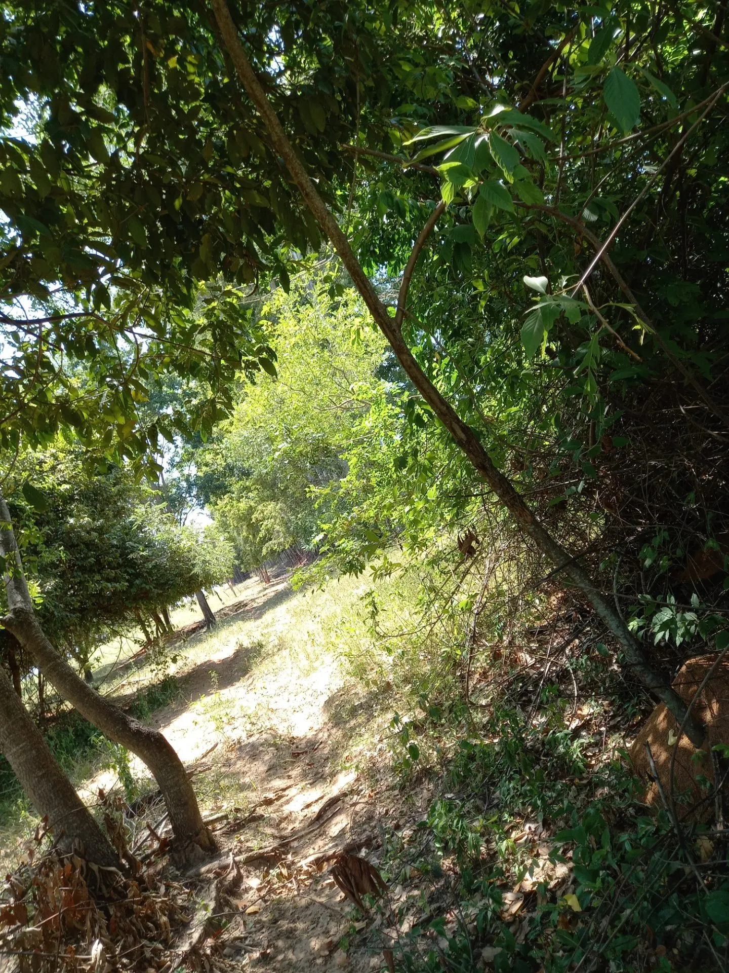 Country home for sale of 12 acres in Dracena, SP, Brazil