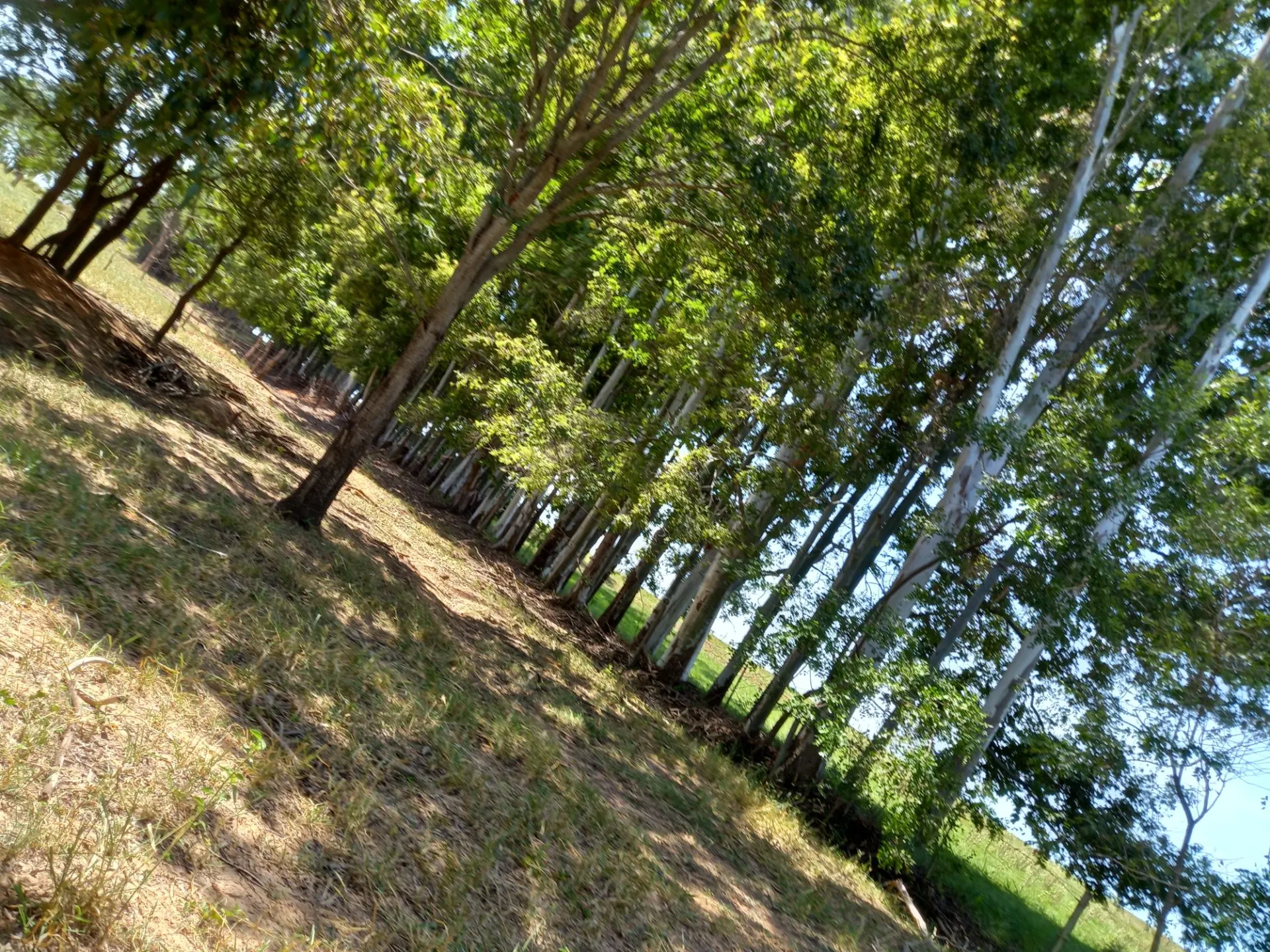 Country home for sale of 12 acres in Dracena, SP, Brazil