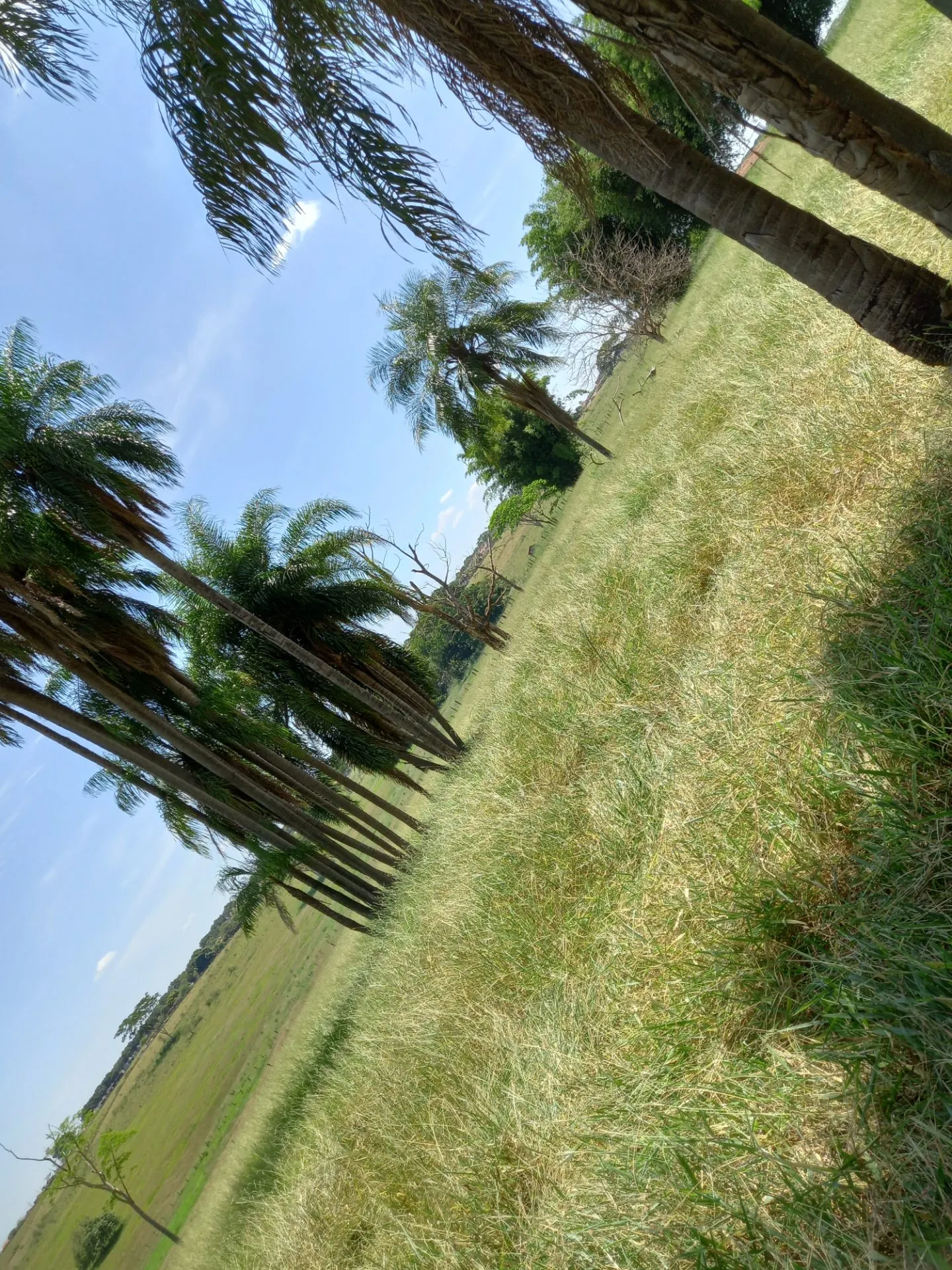 Country home for sale of 12 acres in Dracena, SP, Brazil