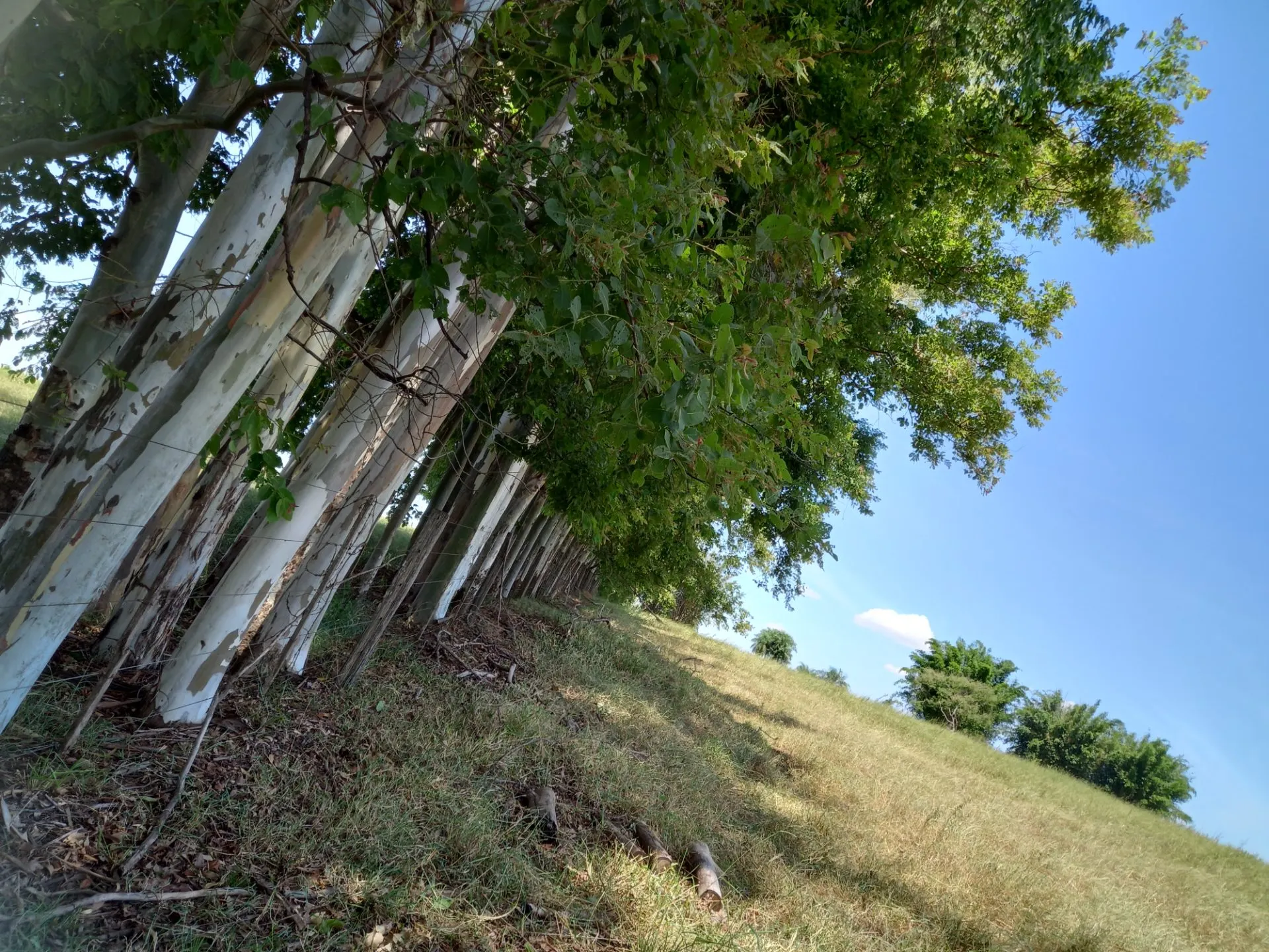 Country home for sale of 12 acres in Dracena, SP, Brazil