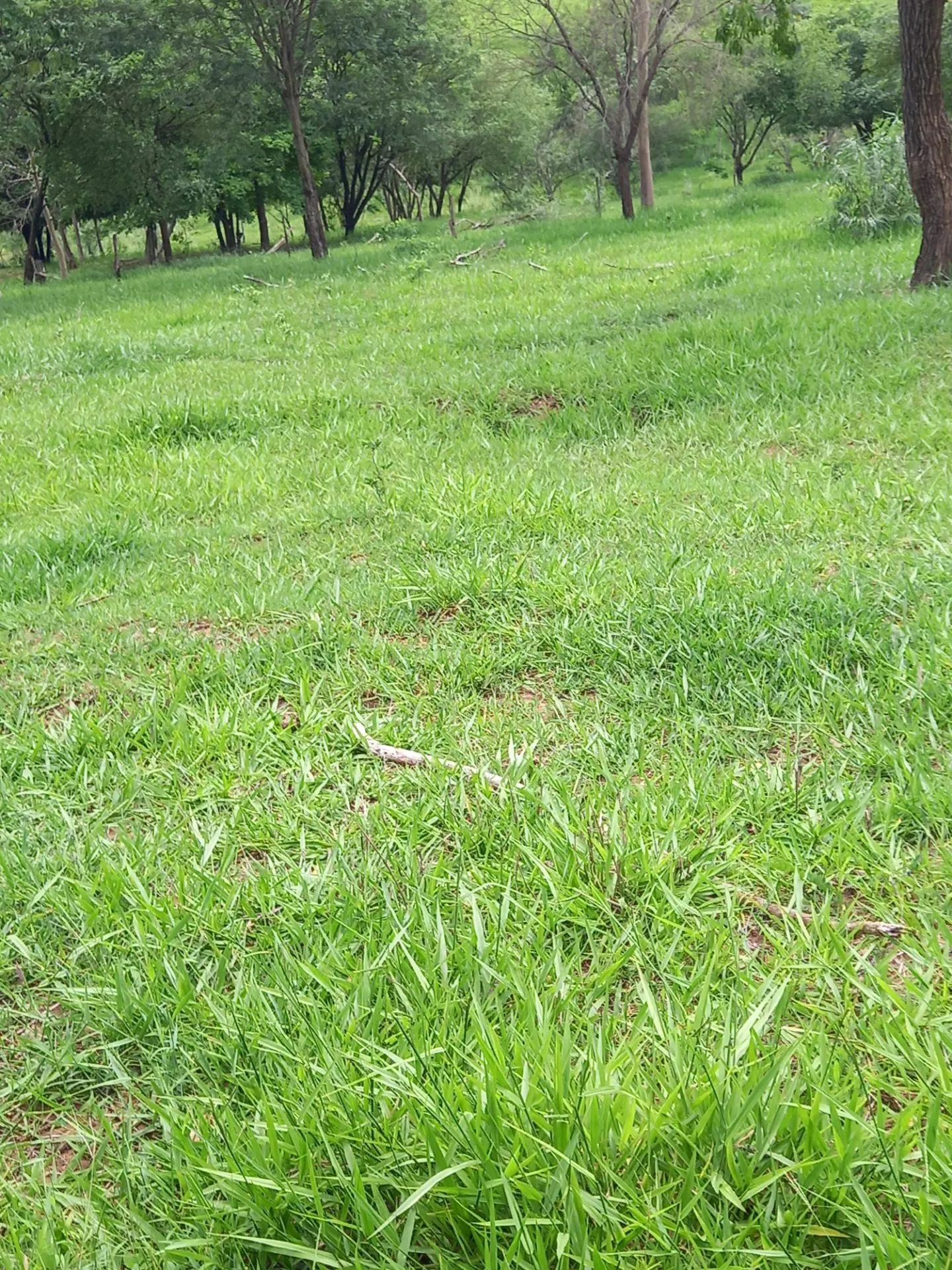 Country home for sale of 12 acres in Dracena, SP, Brazil