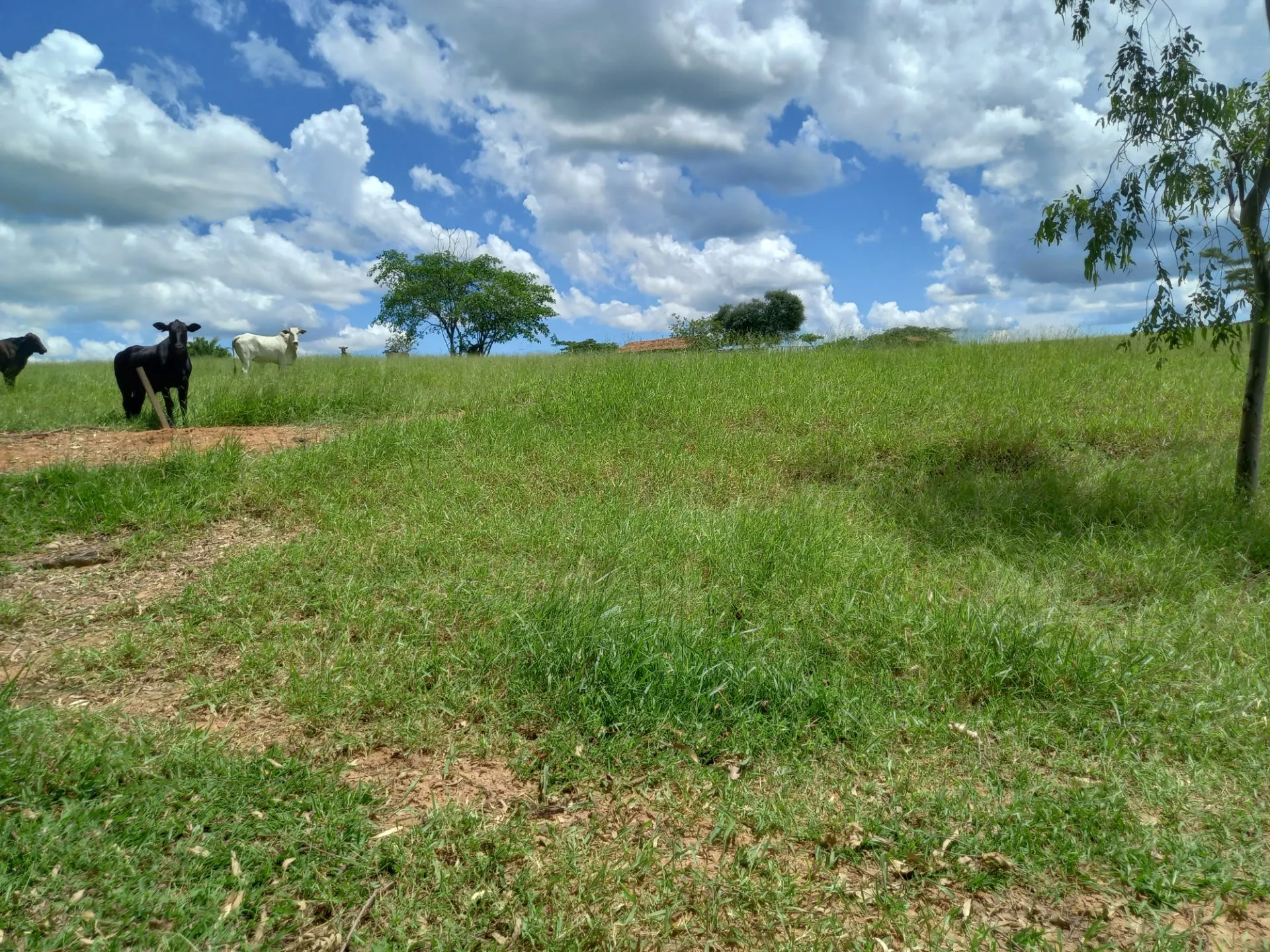 Country home for sale of 12 acres in Dracena, SP, Brazil
