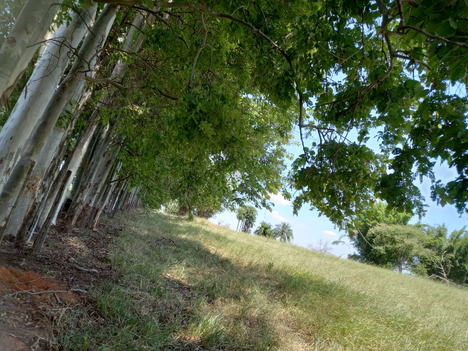 Country home for sale of 12 acres in Dracena, SP, Brazil