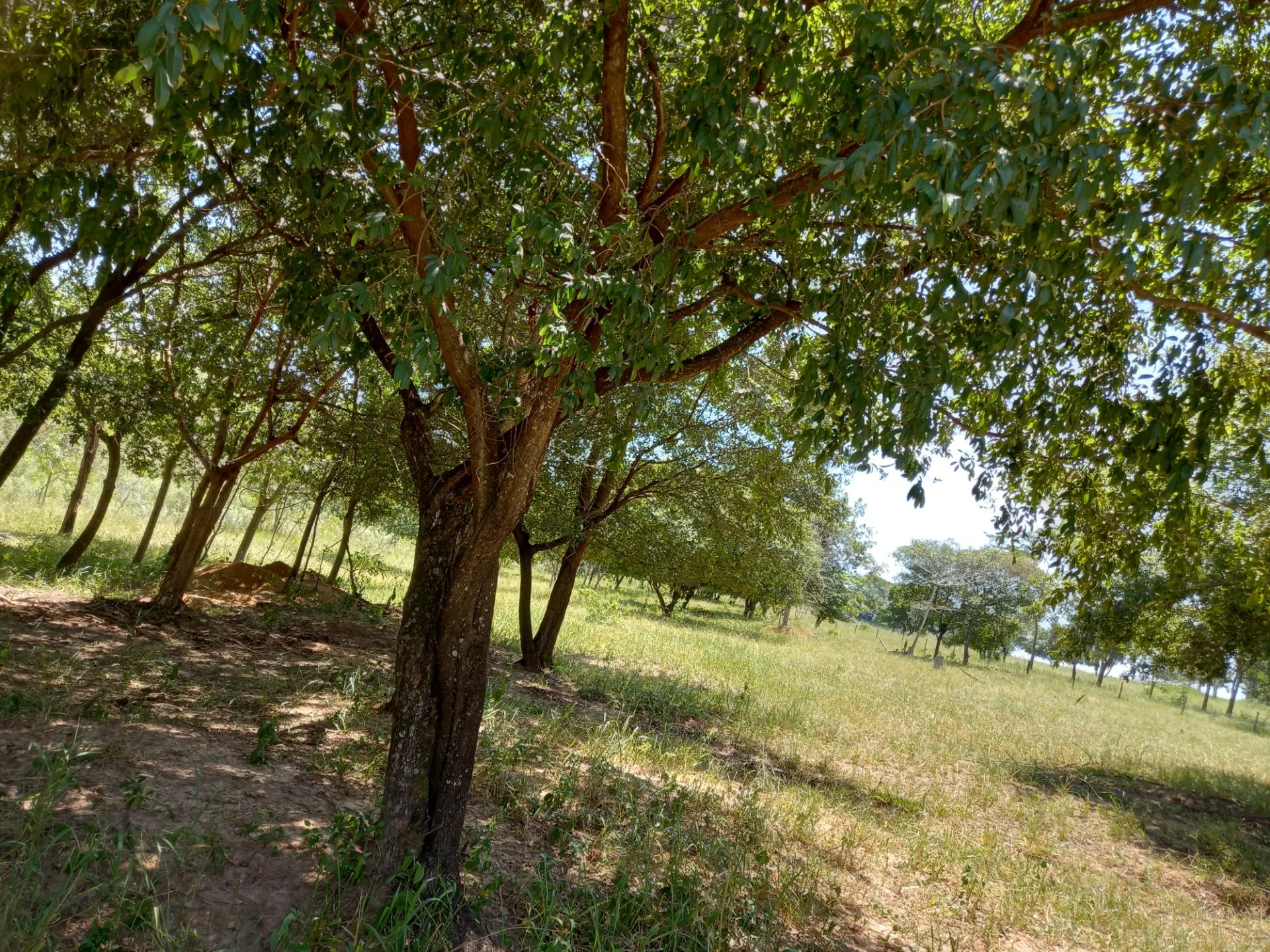 Country home for sale of 12 acres in Dracena, SP, Brazil