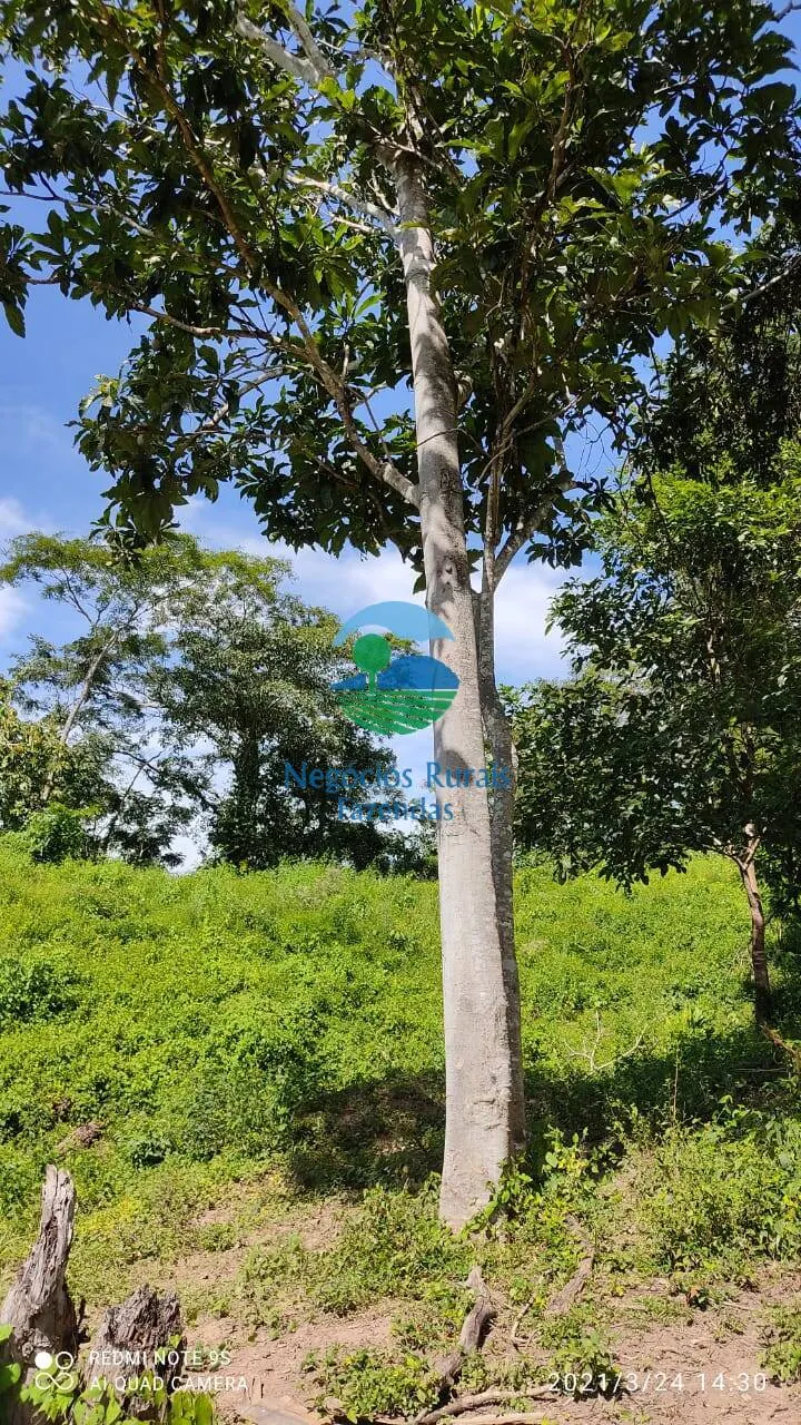 Fazenda à venda de 537 ha em Padre Bernardo, GO, Brasil