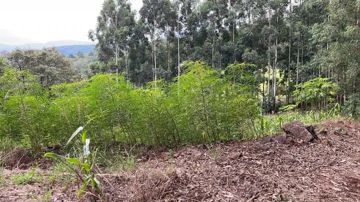 Chácara à venda de 3 ha em Rolante, RS, Brasil