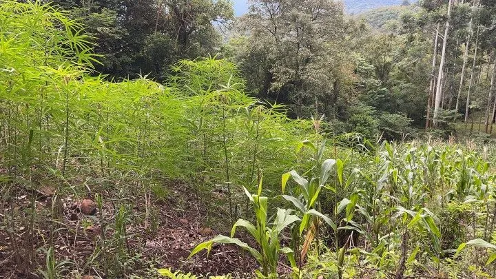Chácara à venda de 3 ha em Rolante, RS, Brasil