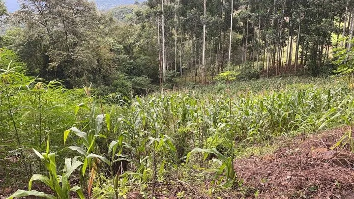 Chácara à venda de 3 ha em Rolante, RS, Brasil