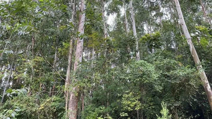 Chácara à venda de 3 ha em Rolante, RS, Brasil