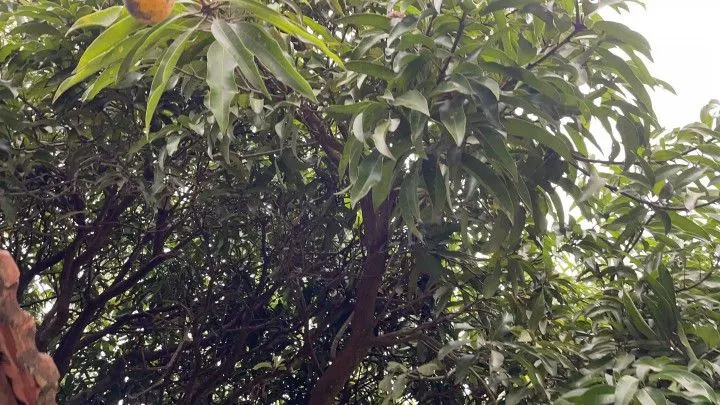 Chácara à venda de 3 ha em Rolante, RS, Brasil