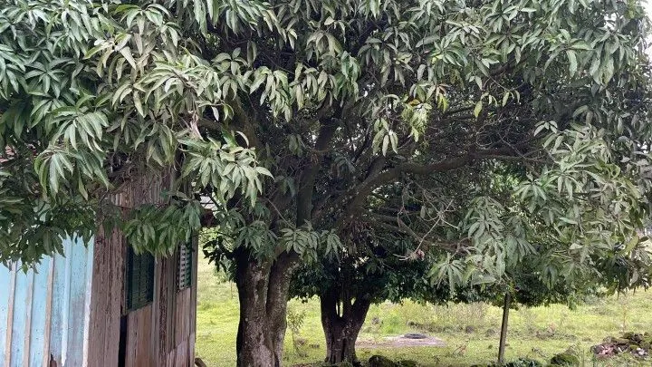 Chácara à venda de 3 ha em Rolante, RS, Brasil