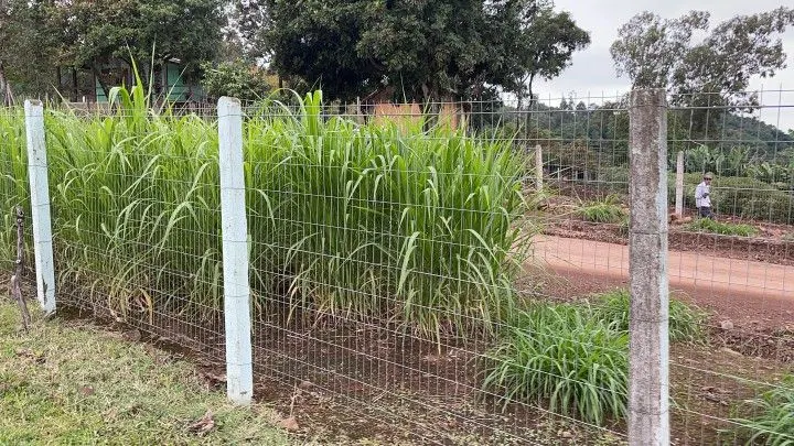 Chácara à venda de 3 ha em Rolante, RS, Brasil