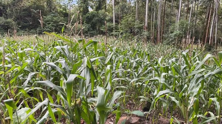 Chácara à venda de 3 ha em Rolante, RS, Brasil
