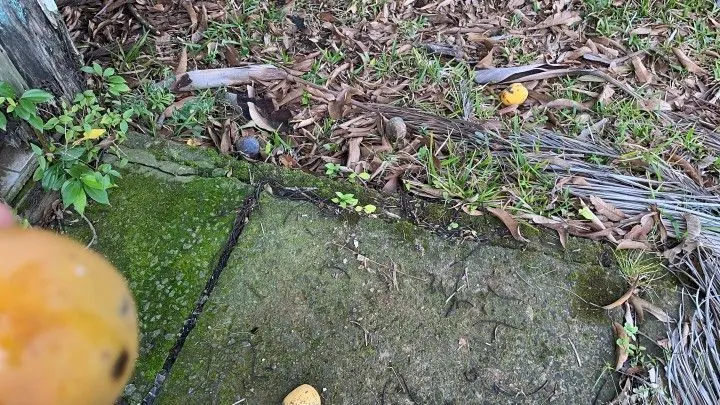 Chácara à venda de 3 ha em Rolante, RS, Brasil