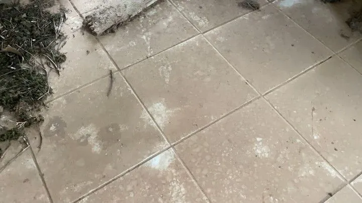 Chácara à venda de 3 ha em Rolante, RS, Brasil