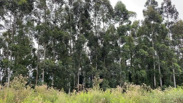 Chácara à venda de 3 ha em Rolante, RS, Brasil