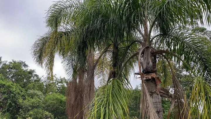 Chácara à venda de 3 ha em Rolante, RS, Brasil