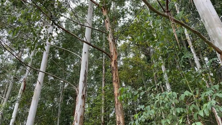 Chácara à venda de 3 ha em Rolante, RS, Brasil