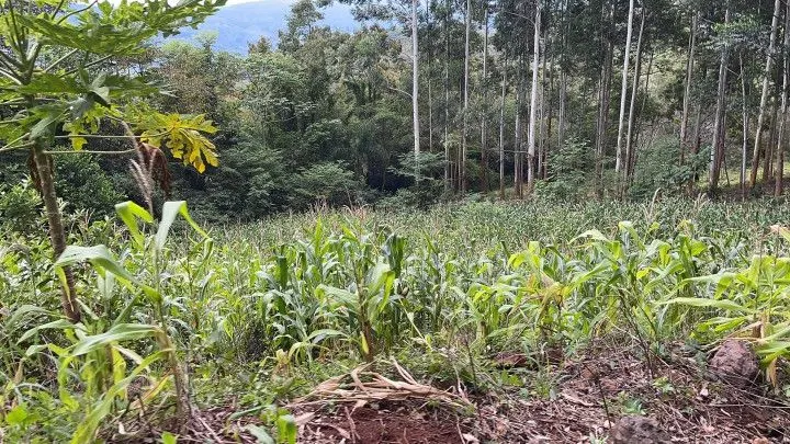 Chácara à venda de 3 ha em Rolante, RS, Brasil