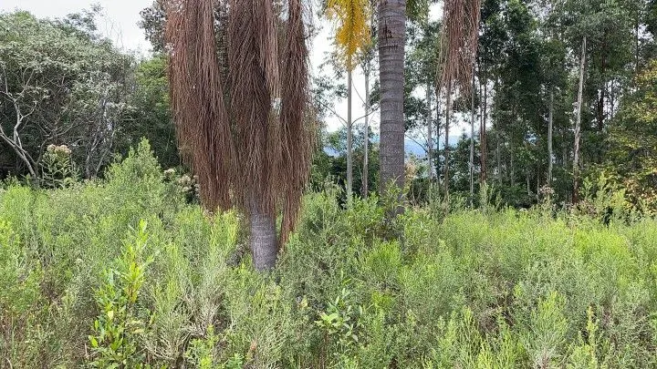Chácara à venda de 3 ha em Rolante, RS, Brasil
