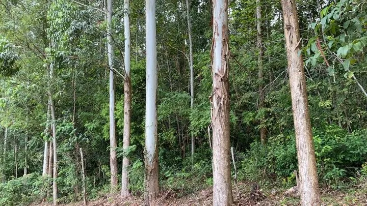 Chácara à venda de 3 ha em Rolante, RS, Brasil
