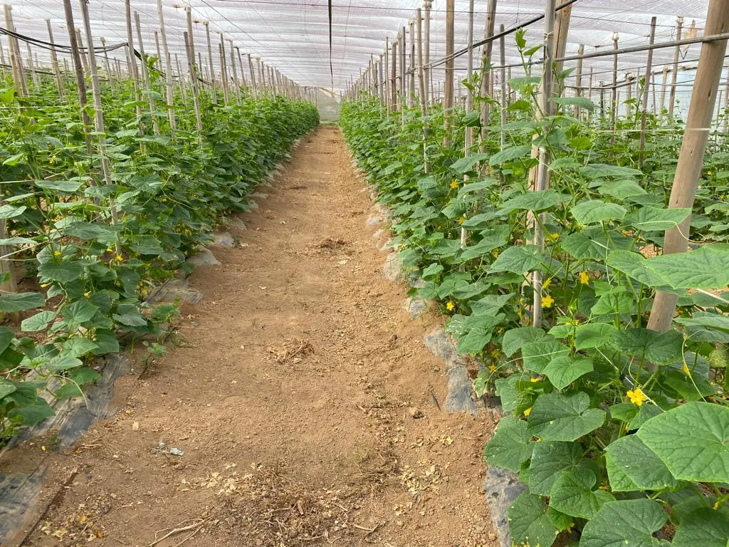 Small farm for sale of 24 acres in São Miguel Arcanjo, SP, Brazil