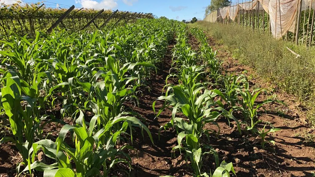 Small farm for sale of 24 acres in São Miguel Arcanjo, SP, Brazil