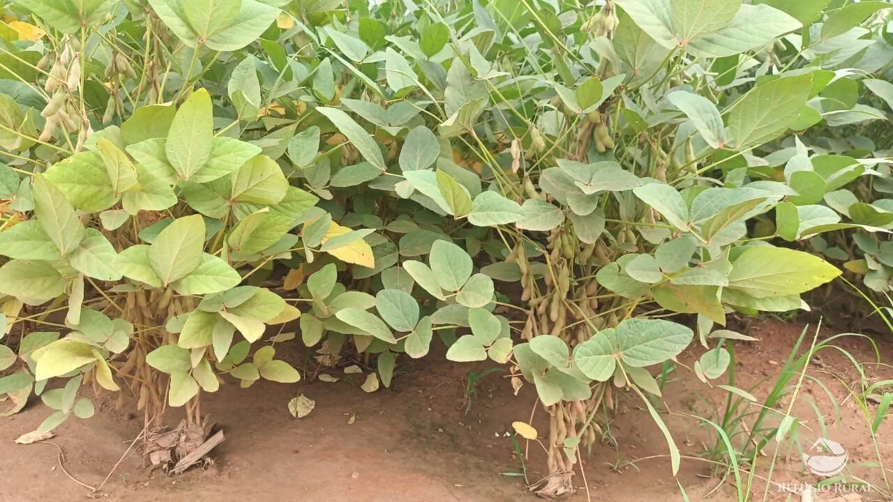 Fazenda à venda de 4.870 ha em Marcelândia, MT, Brasil