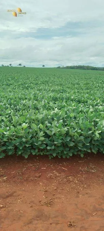 Fazenda à venda de 212 ha em Juscimeira, MT, Brasil