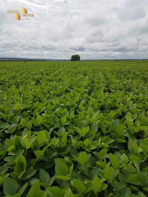 Fazenda à venda de 212 ha em Juscimeira, MT, Brasil