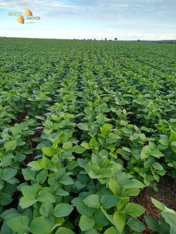 Fazenda à venda de 212 ha em Juscimeira, MT, Brasil