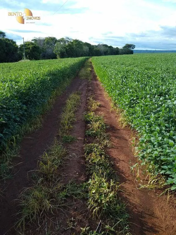 Fazenda à venda de 212 ha em Juscimeira, MT, Brasil