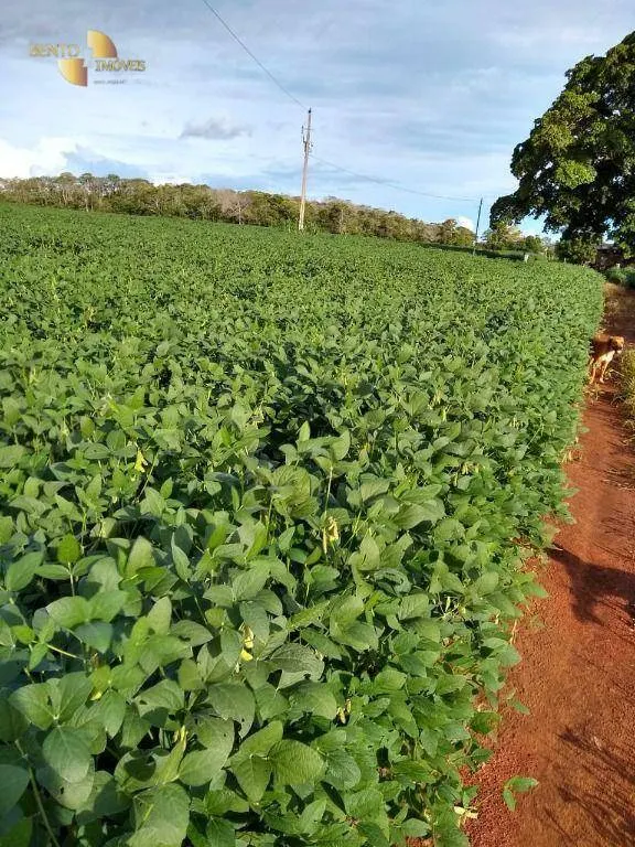 Fazenda à venda de 212 ha em Juscimeira, MT, Brasil