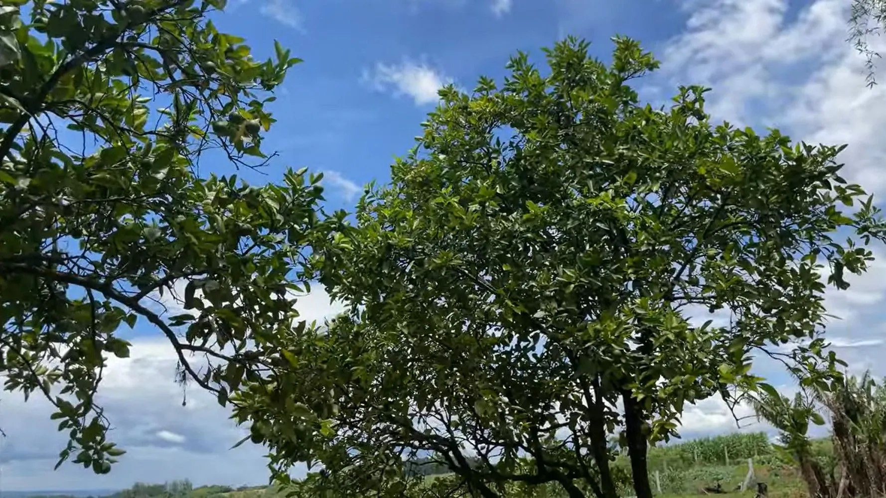 Chácara à venda de 8.000 m² em Rolante, RS, Brasil