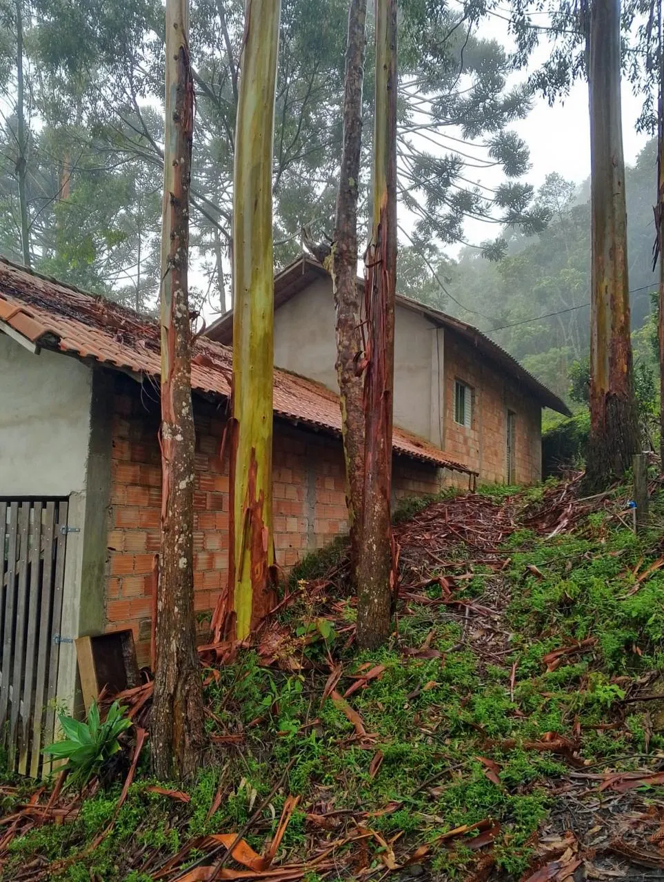 Sítio à venda de 14 ha em Alagoa, MG, Brasil