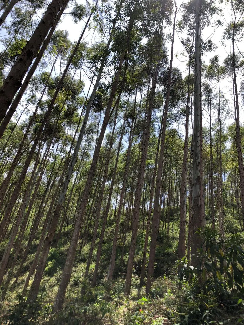 Sítio à venda de 14 ha em Alagoa, MG, Brasil