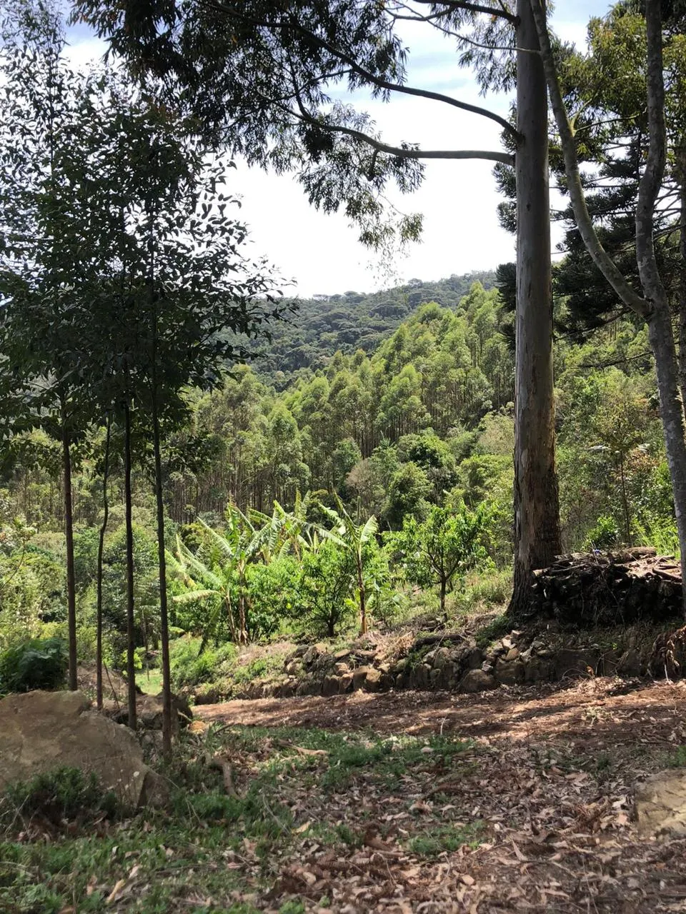 Sítio à venda de 14 ha em Alagoa, MG, Brasil