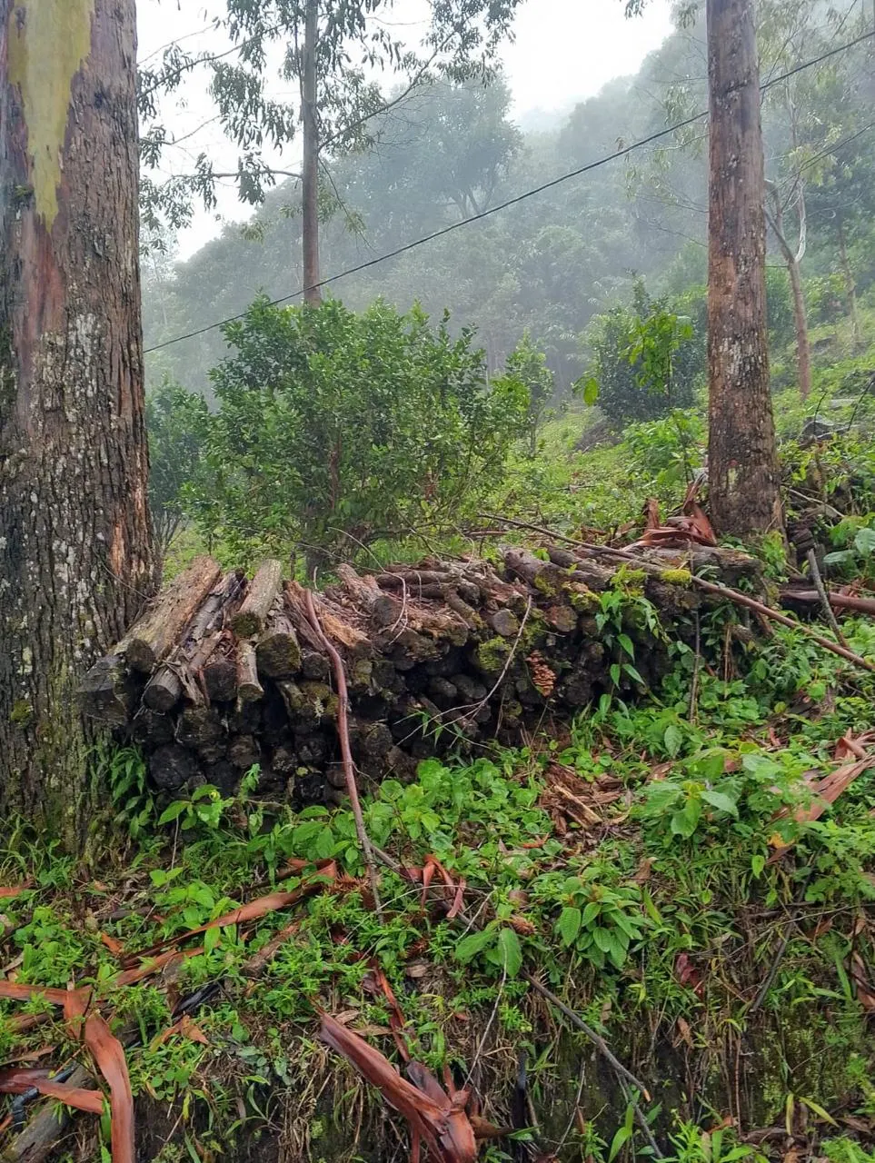 Sítio à venda de 14 ha em Alagoa, MG, Brasil
