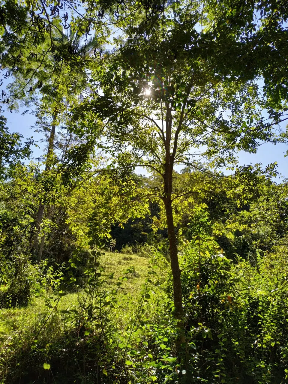 Farm for sale of 52 acres in Paracatu, MG, Brazil